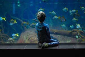 Discover the Beauty of German Blue Rams
