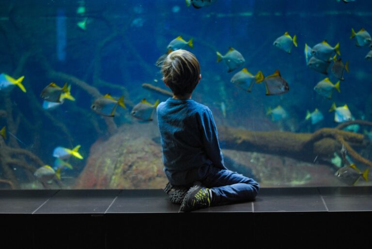 Discover the Beauty of German Blue Rams