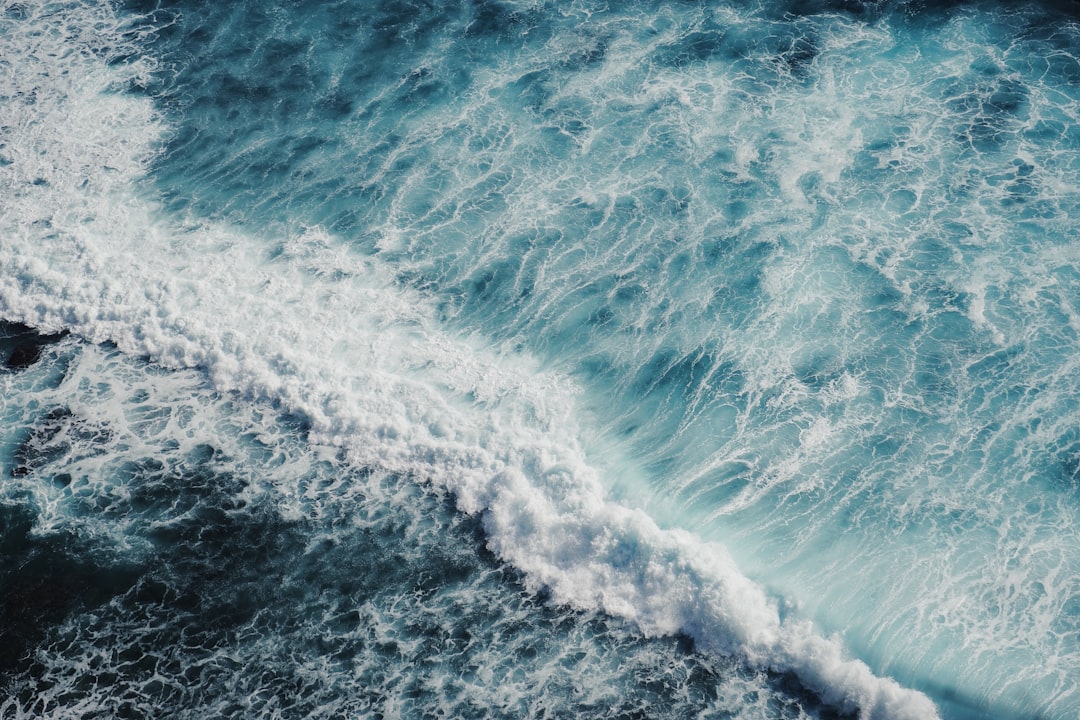 Exploring the Ocean Buffet: A Culinary Adventure