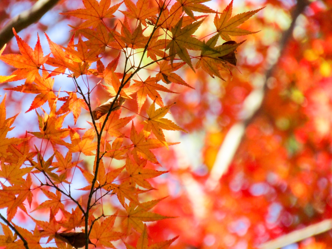 November Wallpaper: Embracing Fall’s Beauty