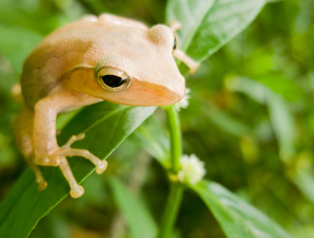 The Fascinating World of the Fat Frog: A Closer Look