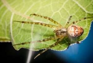 Blue Spider Hoodie: The Ultimate Stylish Statement