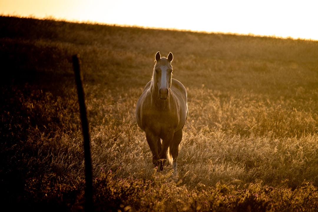 Honse: The Ultimate Guide to Horse Care