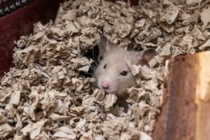 Exploring Zoo Culture: A Fascinating Look into Animal Conservation