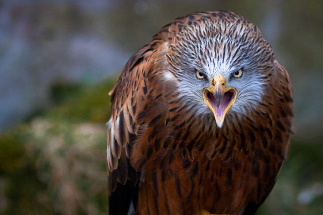 HawkHatesYou: The Feud Between Humans and Birds